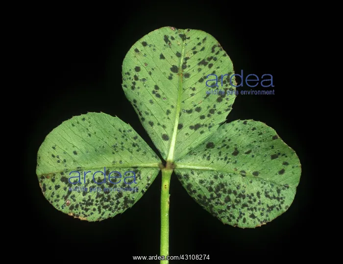: Black blotch dark spots on clover leaf : Black blotch dark spots on clover leaf