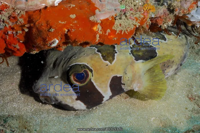 : Black-blotched porcupinefish (Diodon liturosus) : Black-blotched porcupinefish (Diodon liturosus)