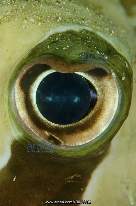 : Black-blotched Porcupinefish eye close-up Rusak : Black-blotched Porcupinefish eye close-up Rusak