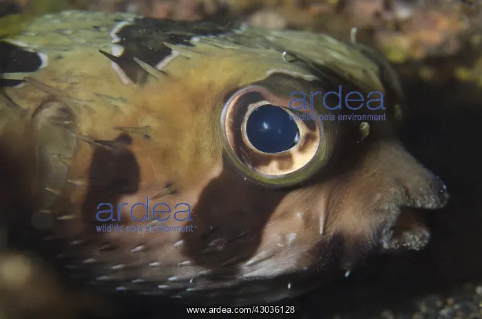  : Black-blotched Porcupinefish - Maulana Jetty