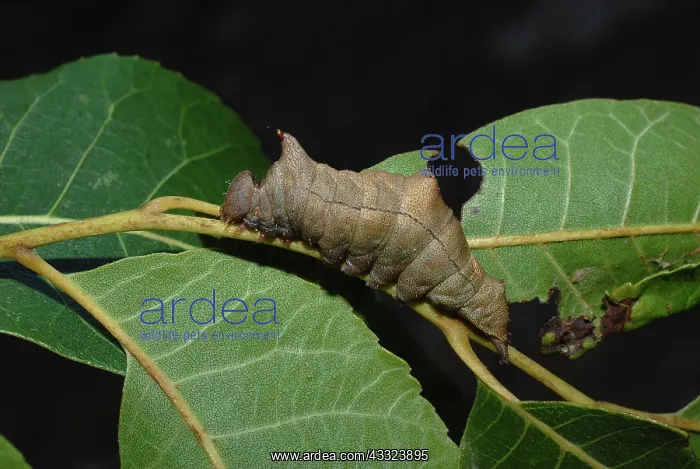 : Black-blotched Schizura Moth caterpillar : Black-blotched Schizura Moth caterpillar