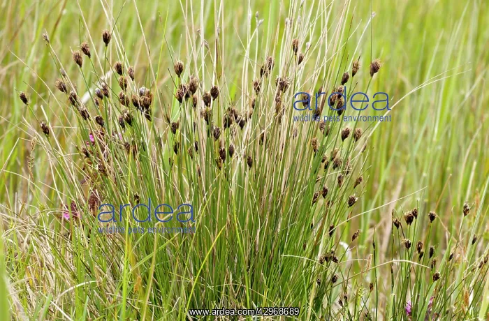 : Black Bog-rush : Black Bog-rush