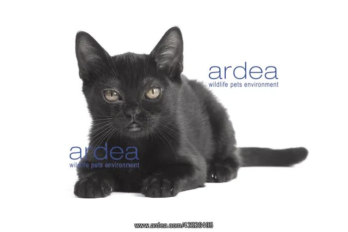  : Black Bombay Cat