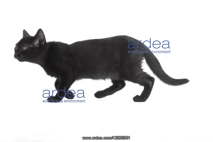  : Black Bombay Cat