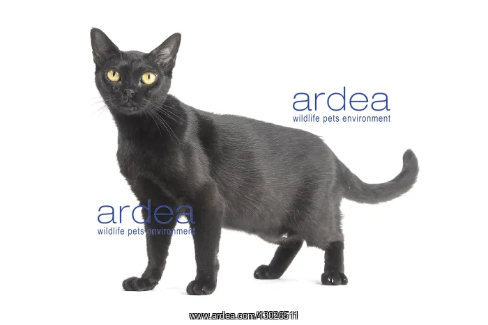  : Black Bombay Cat