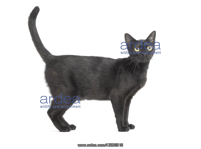  : Black Bombay Cat