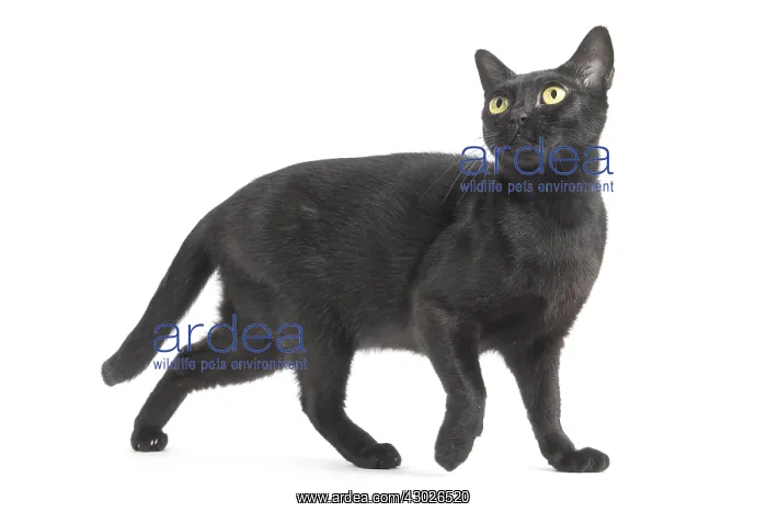  : Black Bombay Cat