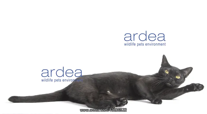  : Black Bombay Cat