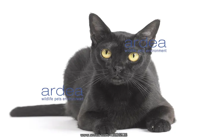  : Black Bombay Cat