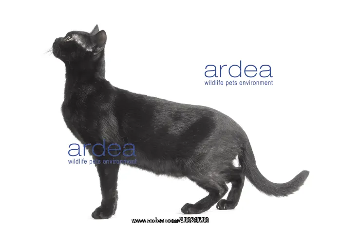  : Black Bombay Cat