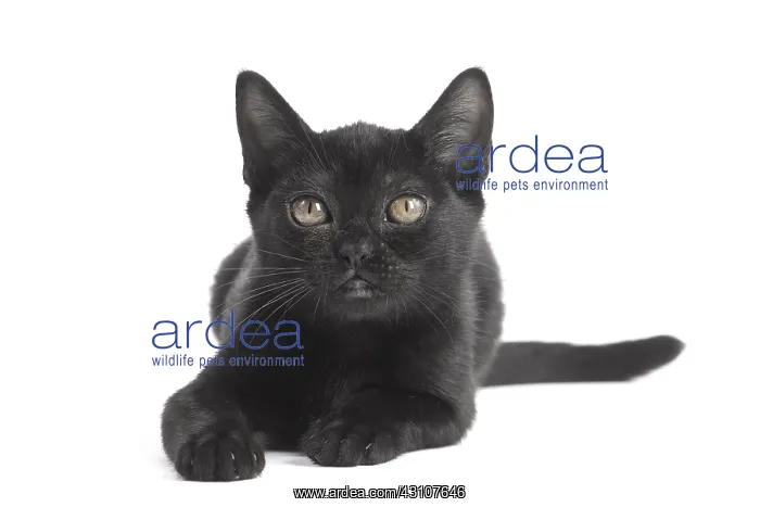  : Black Bombay Cat