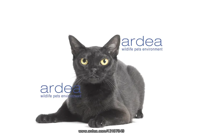  : Black Bombay Cat