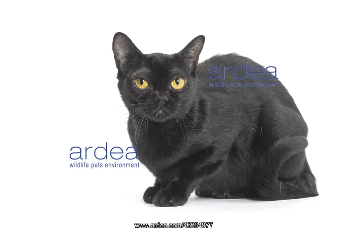  : Black Bombay Cat