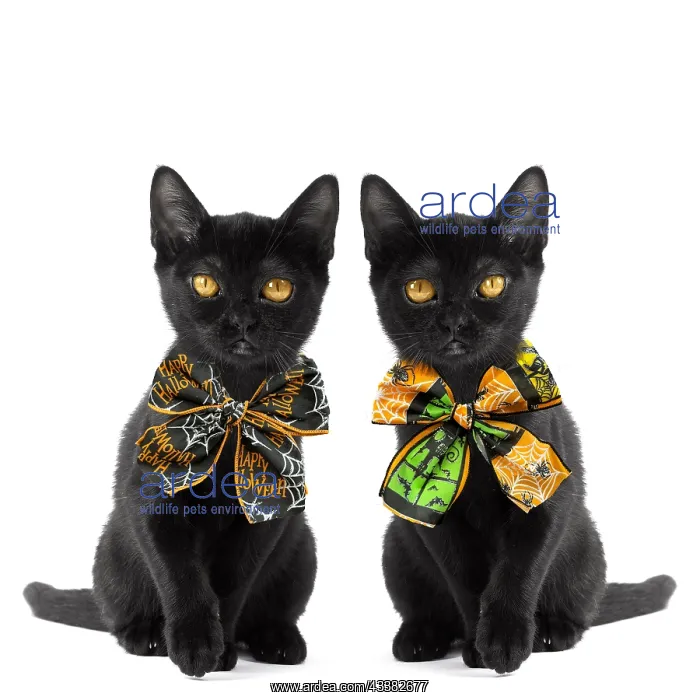 : Black Bombay Cat, two cute kittens wearing Halloween bow tie : Black Bombay Cat, two cute kittens wearing Halloween bow tie