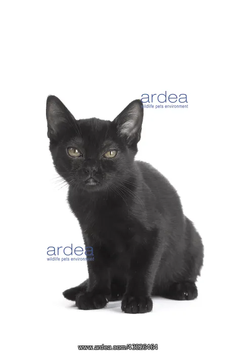  : Black Bombay Cat, kitten