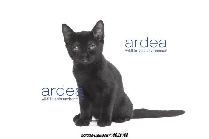  : Black Bombay Cat, kitten