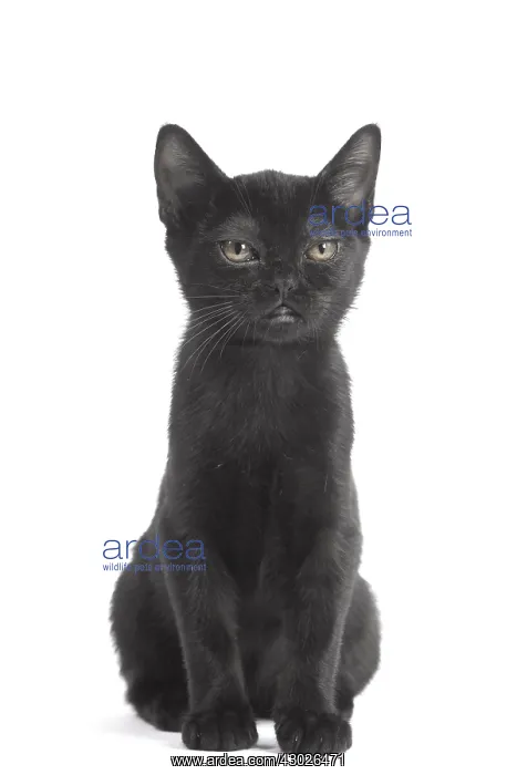  : Black Bombay Cat, kitten