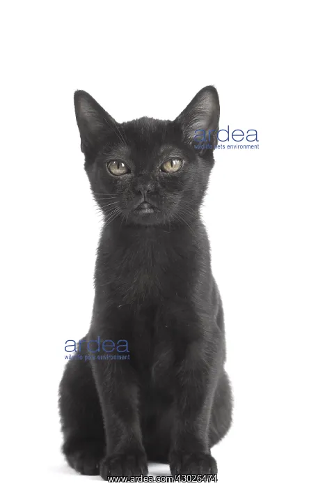  : Black Bombay Cat, kitten