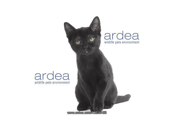  : Black Bombay Cat, kitten