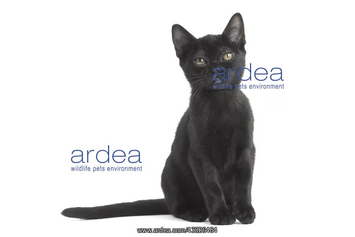 : Black Bombay Cat, kitten