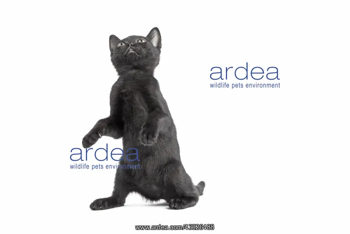  : Black Bombay Cat, kitten