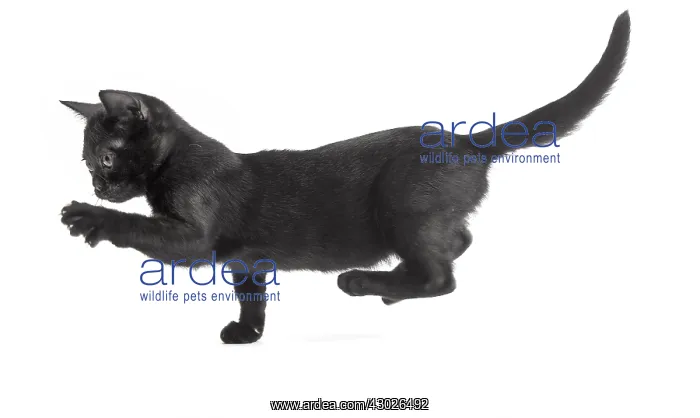  : Black Bombay Cat, kitten