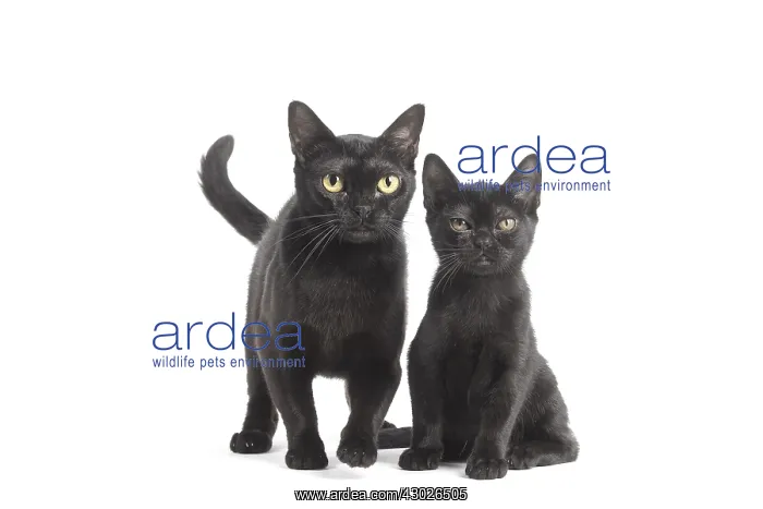 : Black Bombay Cat and kitten Black Bombay Cat and : Black Bombay Cat and kitten Black Bombay Cat and