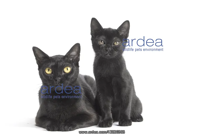 : Black Bombay Cat and kitten Black Bombay Cat and : Black Bombay Cat and kitten Black Bombay Cat and