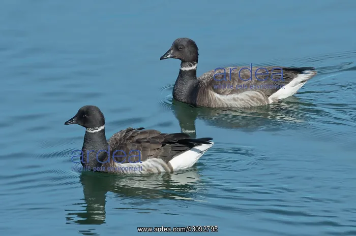  : Black Brant Pair swimming