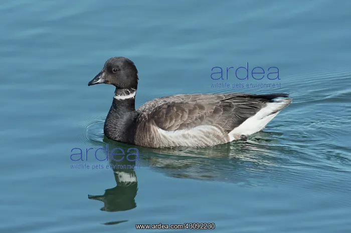 : Black Brant Swimming : Black Brant Swimming