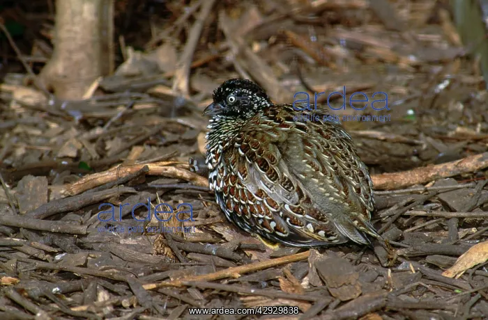 : Black-Breasted Button Quail - female fluffing up : Black-Breasted Button Quail - female fluffing up