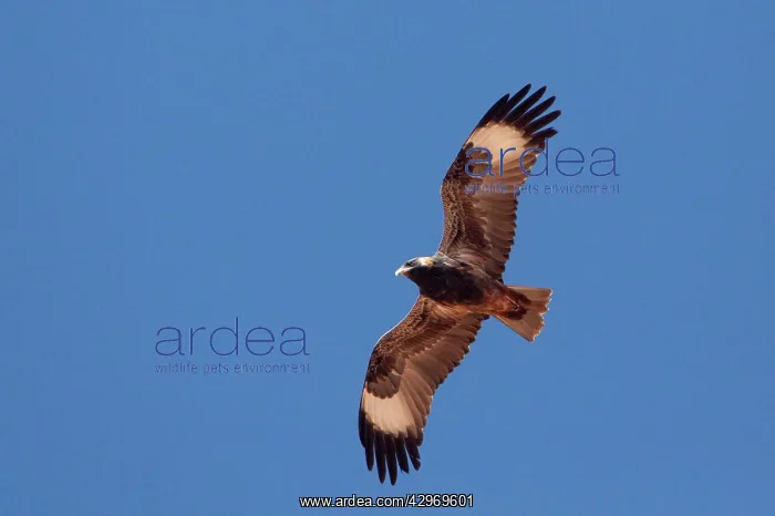 : Black-breasted Buzzard : Black-breasted Buzzard
