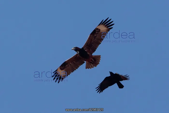 : Black-breasted Buzzard : Black-breasted Buzzard