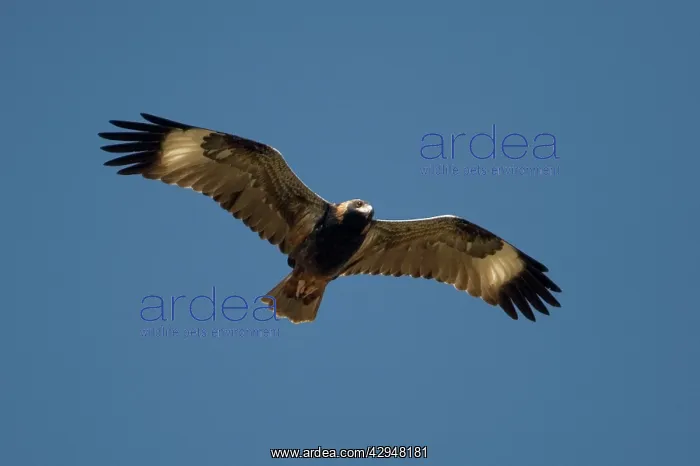 : Black-breasted Buzzard / Black-breasted Kite : Black-breasted Buzzard / Black-breasted Kite