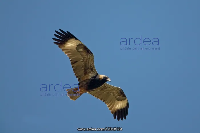 : Black-breasted Buzzard / Black-breasted Kite : Black-breasted Buzzard / Black-breasted Kite