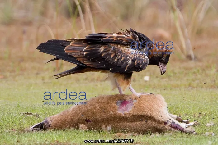 : Black-breasted Buzzard - Feeding on an Agile Wallaby : Black-breasted Buzzard - Feeding on an Agile Wallaby