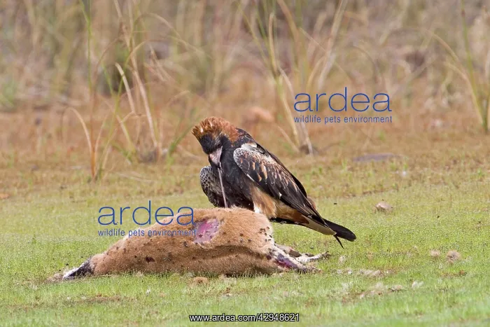 : Black-breasted Buzzard- Feeding on an Agile Wallaby : Black-breasted Buzzard- Feeding on an Agile Wallaby