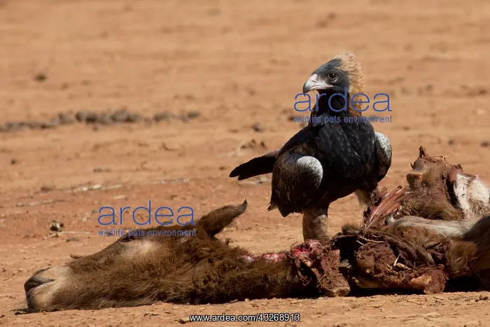 : Black-breasted Buzzard - Feeding on a dead foal : Black-breasted Buzzard - Feeding on a dead foal