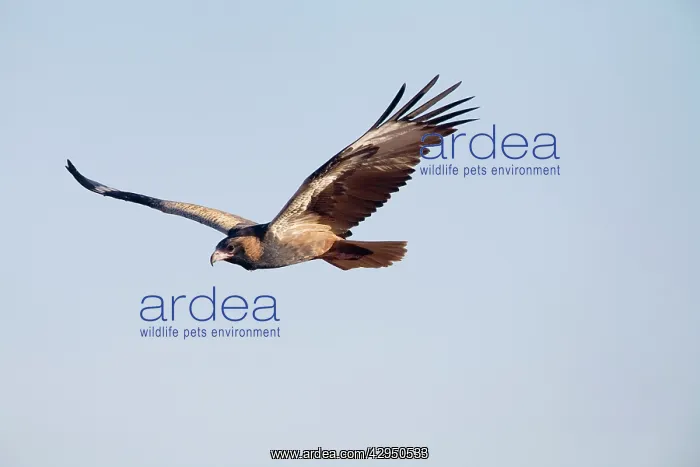 : Black-breasted Buzzard - In flight : Black-breasted Buzzard - In flight