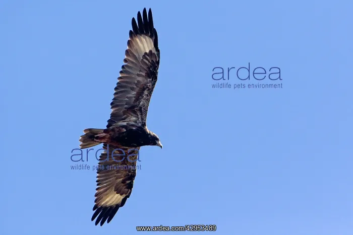 : Black-breasted Buzzard - in flight : Black-breasted Buzzard - in flight