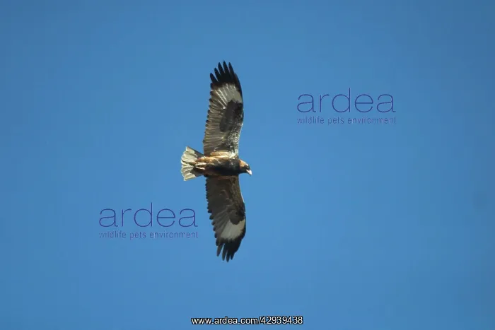 : Black-breasted Buzzard - Hunts over scrub and open woodlands : Black-breasted Buzzard - Hunts over scrub and open woodlands