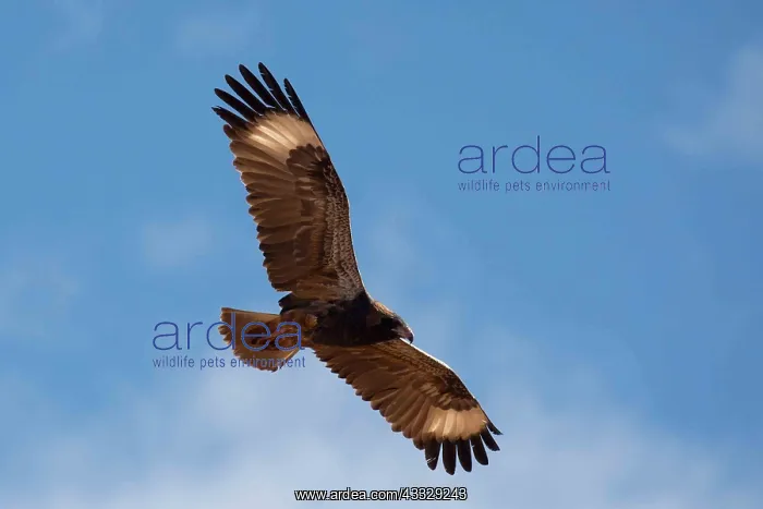 : Black-breasted Buzzard - Soaring over the outback : Black-breasted Buzzard - Soaring over the outback