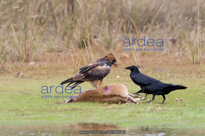 : Black-breasted Buzzard and Torresian Crows (Corvus : Black-breasted Buzzard and Torresian Crows (Corvus
