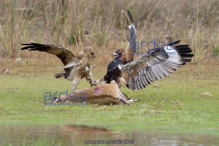 : Black-breasted Buzzard and Whistling Kite (Haliastur : Black-breasted Buzzard and Whistling Kite (Haliastur