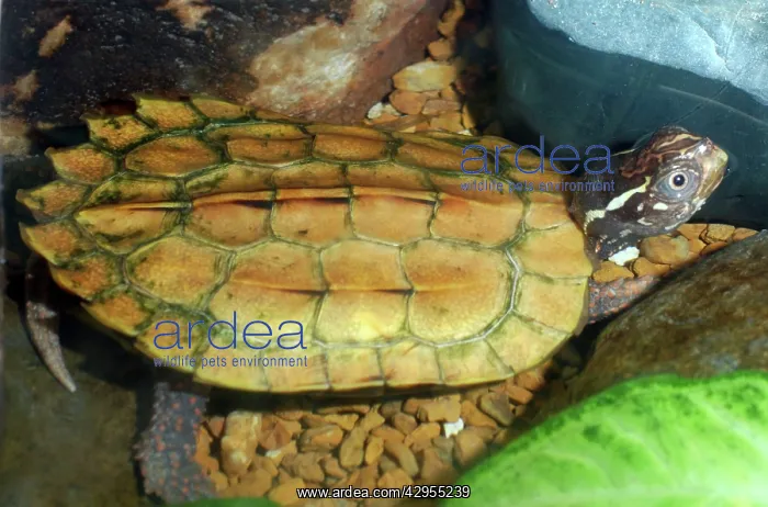 : Black-breasted Leaf Turtle : Black-breasted Leaf Turtle