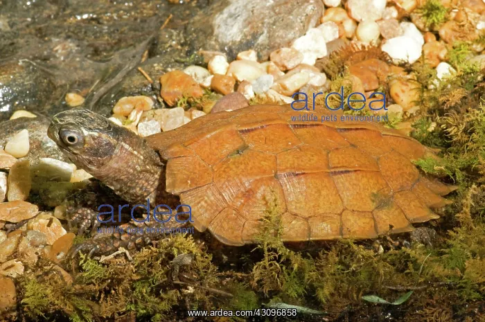 : Black Breasted Leaf Turtle : Black Breasted Leaf Turtle
