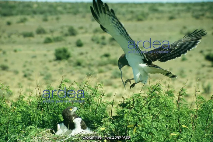 : Black Breasted Snake EAGLE : Black Breasted Snake EAGLE