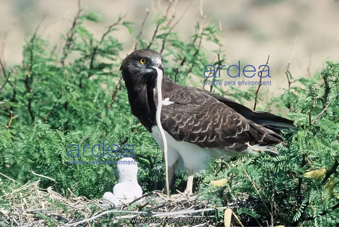  : BLACK BREASTED SNAKE EAGLE - Feeding snake to chicks