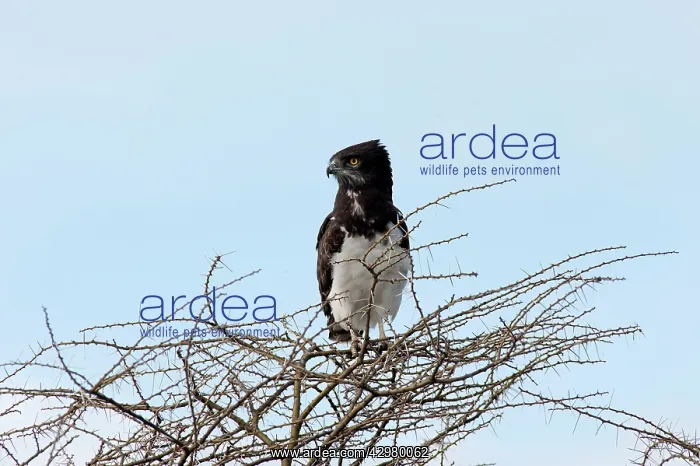 : Black-breasted Snake Eagle - perched on tree top : Black-breasted Snake Eagle - perched on tree top