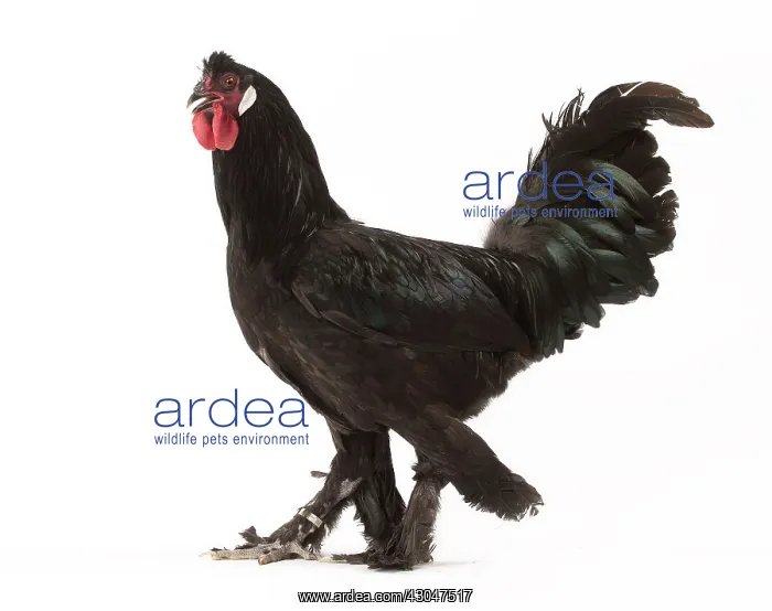  : Black Breda Chicken Cockerel  /  Rooster